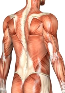 Tipos de dores musculares